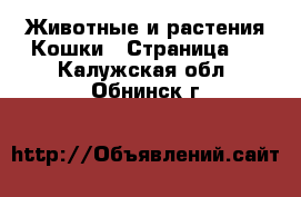 Животные и растения Кошки - Страница 3 . Калужская обл.,Обнинск г.